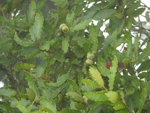 Quercus glabrescens