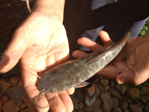 Sharptooth Catfish