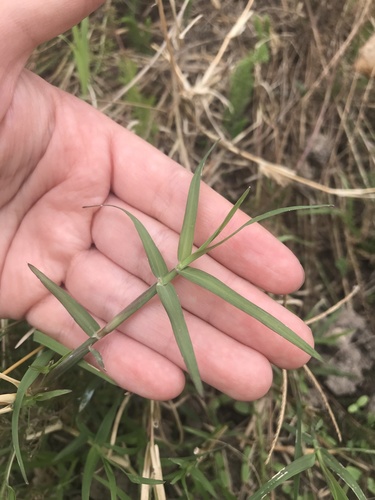 photo of Bermuda Grass (Cynodon dactylon)