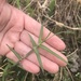 photo of Bermuda Grass (Cynodon dactylon)