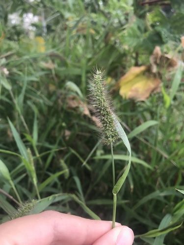 photo of Green Bristle Grass (Setaria viridis)