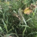 photo of Green Bristle Grass (Setaria viridis)