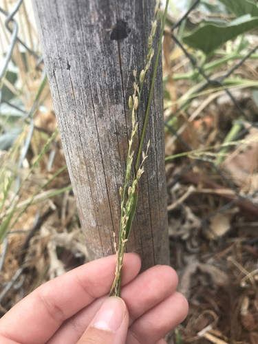 photo of Panic Veldtgrass (Ehrharta erecta)