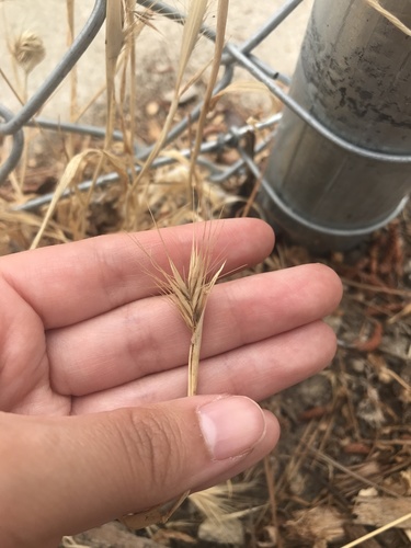 photo of Compact Brome (Bromus madritensis)