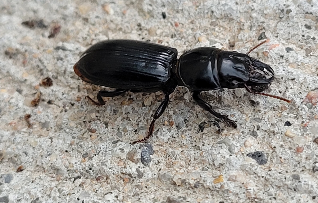 Bigheaded Ground Beetle from Harrowsmith, ON K0H 1V0, Canada on July