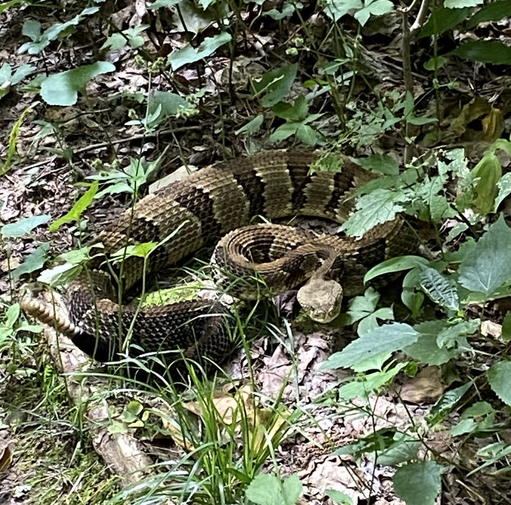 Timber Rattlesnake from Frozen Head State Park, Wartburg, TN, US on