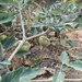 photo of Jimsonweed (Datura stramonium)