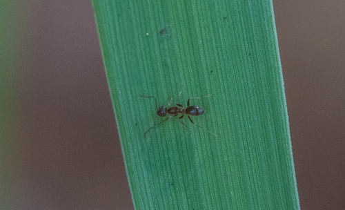 photo of Crazy Ants (Nylanderia)