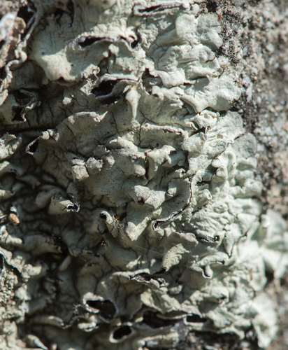 photo of Rock Shield Lichens (Xanthoparmelia)