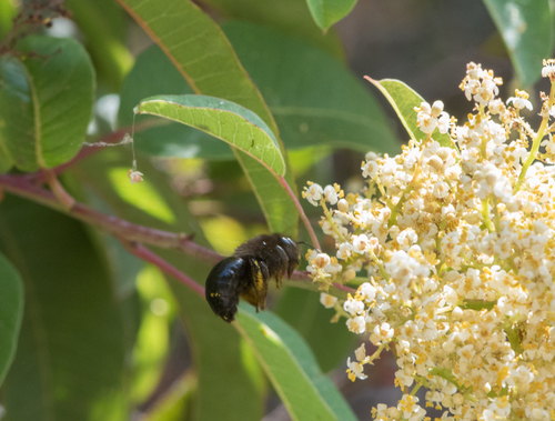photo of Foothill Carpenter Bee (Xylocopa tabaniformis orpifex)