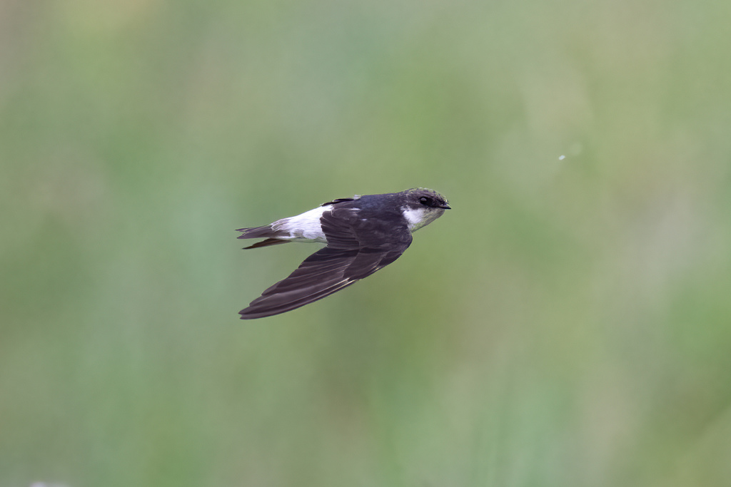 Siberian House-Martin photo