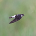 Siberian House-Martin - Photo (c) Mike Hooper, all rights reserved, uploaded by Mike Hooper