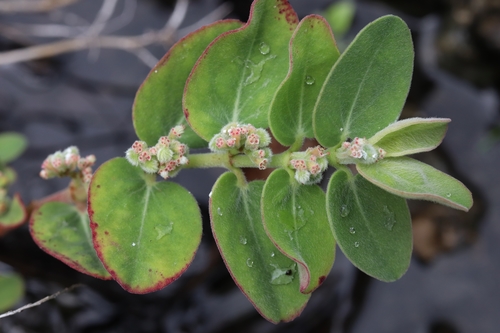 Euphorbia reniformis
