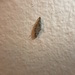 photo of Case-bearing Clothes Moth (Tinea pellionella)