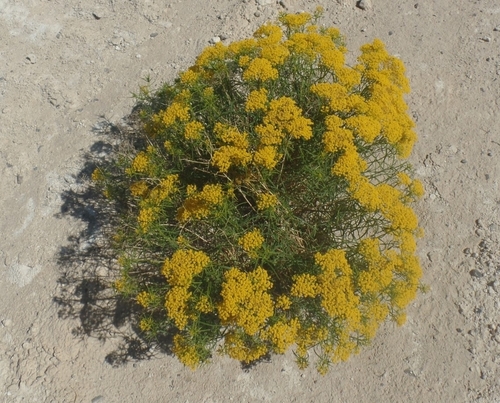 Gypsum Glowwort (Sartwellia gypsophila)