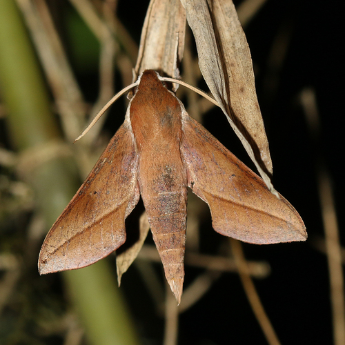Hippotion batschii