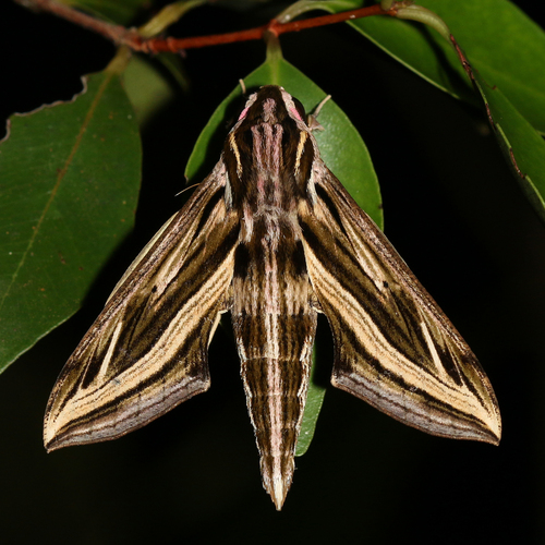 Hippotion geryon