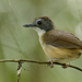 Ground Babblers and Allies - Photo (c) Hong Wenyang, all rights reserved, uploaded by Hong Wenyang