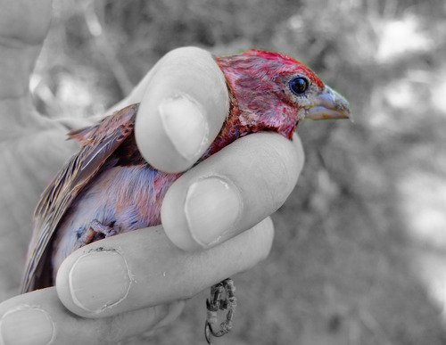 iNaturalist observation photo of Cassin's Finch