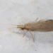 Lepidostoma basale - Photo 由 gernotkunz 所上傳的 (c) gernotkunz，保留所有權利