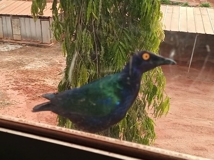 Purple Starling