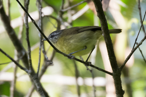 Island Leaf Warbler (Halmahera) (Subspecies Phylloscopus poliocephalus ...