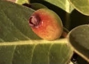 Eugenia bimarginata