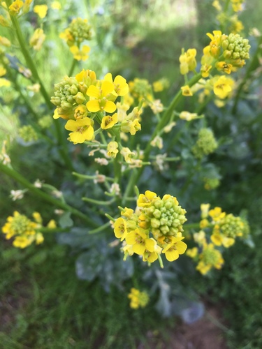 iNaturalist observation photo of bitter wintercress