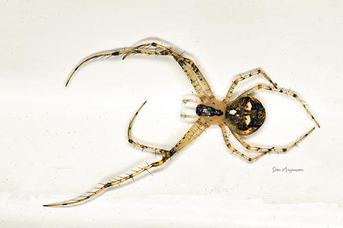 Mimetus puritanus Chamberlin, 1923