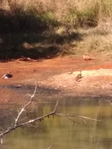 Brazilian Teal