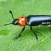 Pachylanguria paivae - Photo (c) Fan Gao, all rights reserved, uploaded by Fan Gao