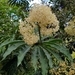 Palm Leaf Begonia - Photo (c) Veronica Albuquerque, all rights reserved, uploaded by Veronica Albuquerque