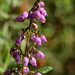Bell Heather - Photo (c) Pedro Martins, all rights reserved, uploaded by Pedro Martins