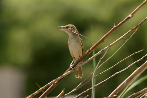 Blyth's Reed Warbler