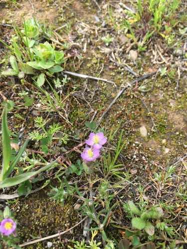 iNaturalist observation photo of Red Sand Spurrey