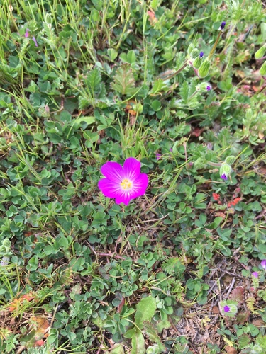 iNaturalist observation photo of redmaids