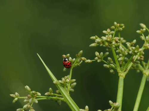 Asian Lady Beetle