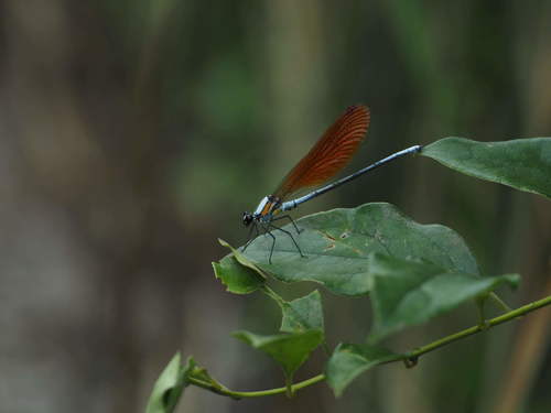 Indochinese Copperwing