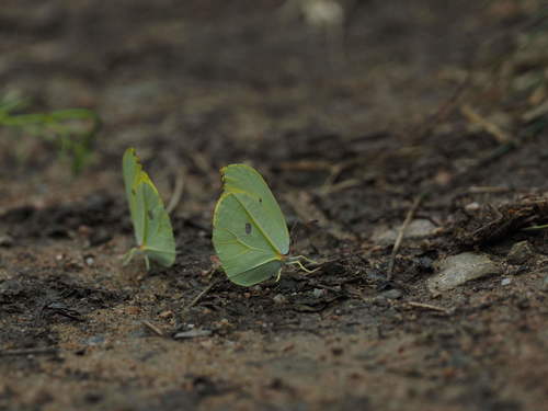 Orange Brimstone