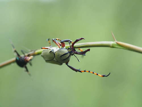 Dicronocephalus bowringi