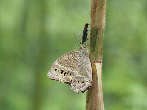 Black-spotted Labyrinth