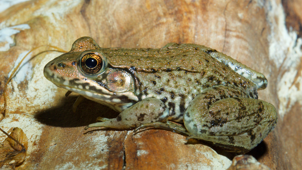 Green Frog from Scott County, IN, USA on July 27, 2021 at 04:43 AM by ...