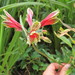 Alstroemeria pulchella - Photo (c) Melissa Hutchison, todos os direitos reservados, uploaded by Melissa Hutchison
