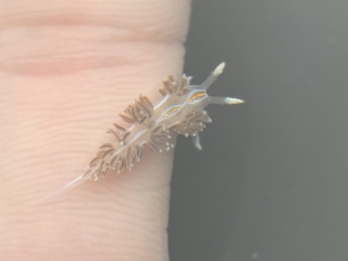 photo of Opalescent Nudibranch (Hermissenda opalescens)