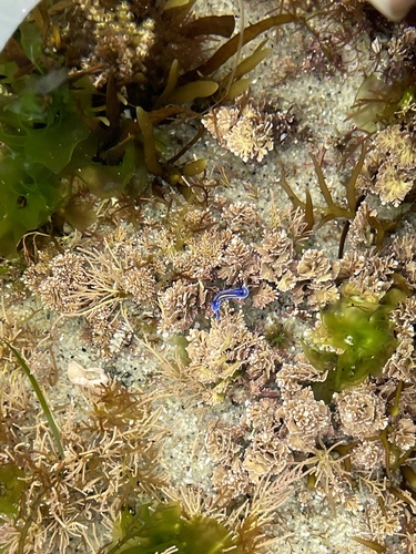 photo of Porter's Chromodorid (Felimare porterae)