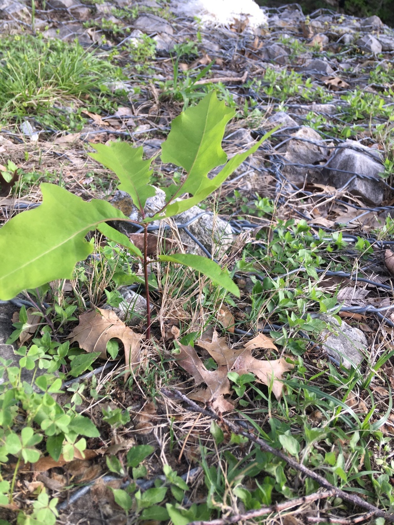 oaks from Reverchon Park, Dallas, TX, US on March 31, 2018 at 05:32 PM ...