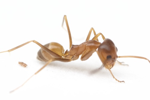 Buren's Pyramid Ant