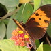 Heliconius numata bicoloratus - Photo (c) Rudy Gelis, all rights reserved, uploaded by Rudy Gelis