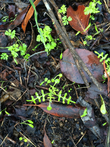 iNaturalist observation photo of Fiesta Flower
