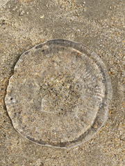 Invert-E-Base Portal - Rhacostoma atlanticum